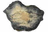 Mammoth Molar Slice With Case - South Carolina #99519-1